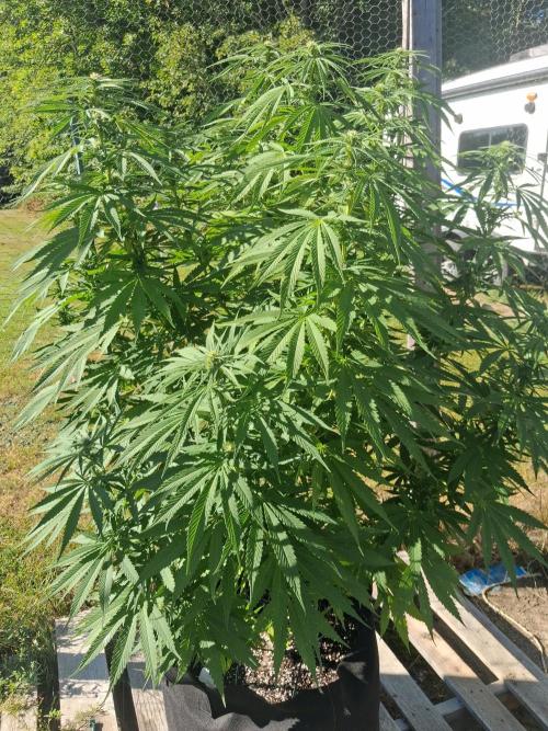 Maine Outdoor 2026 LATE START. Week 17 - Sour Moose that I FIMed