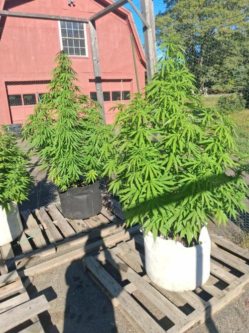 Maine Outdoor 2026 LATE START. Week 17 - 2 Natural Sour Moose