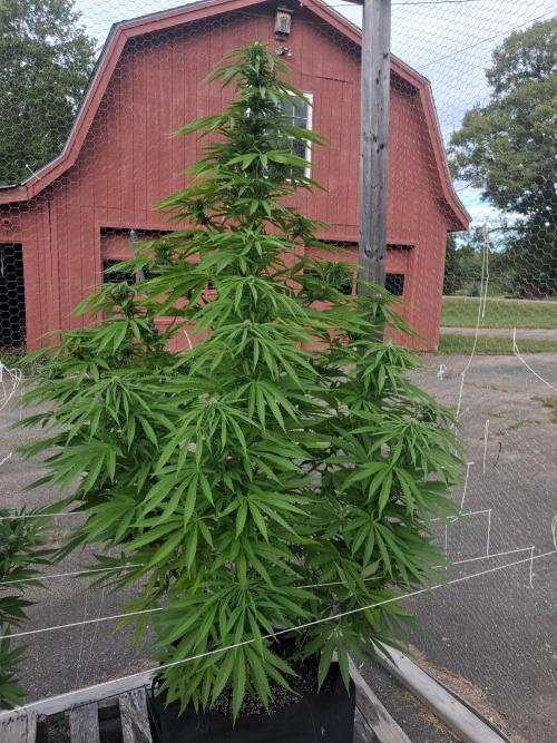 Maine Outdoor 2026 LATE START. Week 18 - Sour Moose in the corner