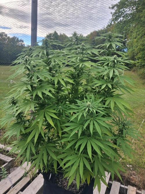 Maine Outdoor 2026 LATE START. Week 18 - Sour Moose that was FIMed
