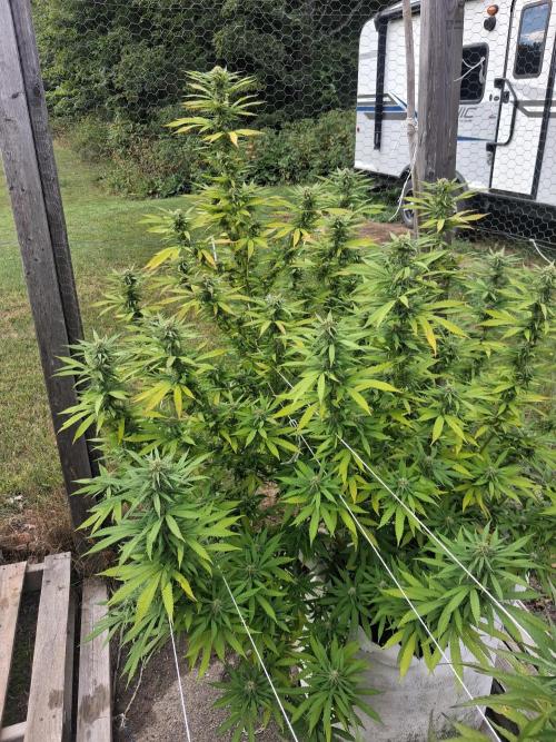 Maine Outdoor 2026 LATE START. Week 18 - Blueberry Muffin Is fading a bit as she finishes
