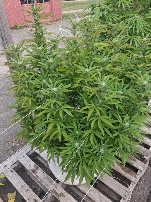 Maine Outdoor 2026 LATE START. Week 18 - Rude Girl starting to come alive