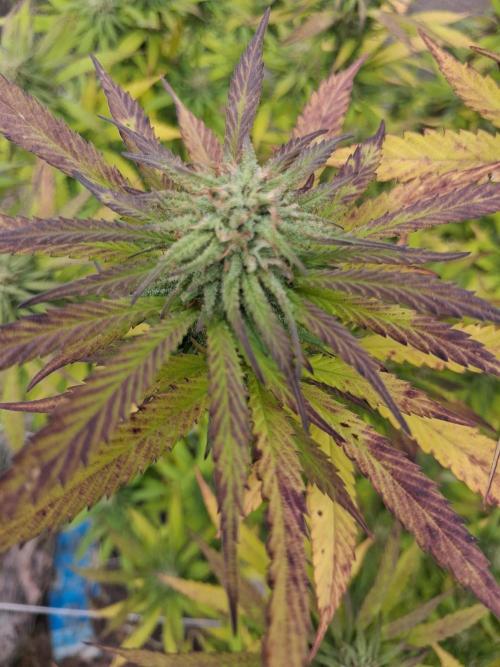 Maine Outdoor 2026 LATE START. Week 18 - blueberry muffin flower