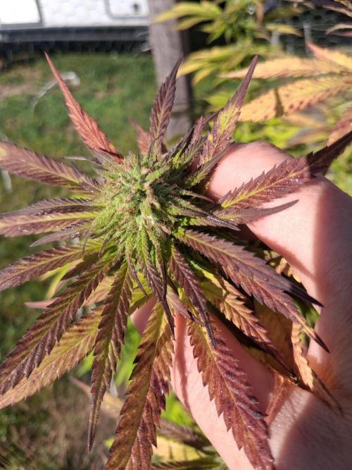 Maine Outdoor 2026 LATE START. Week 18 - Blueberry Muffin Flower used to show A.I. 