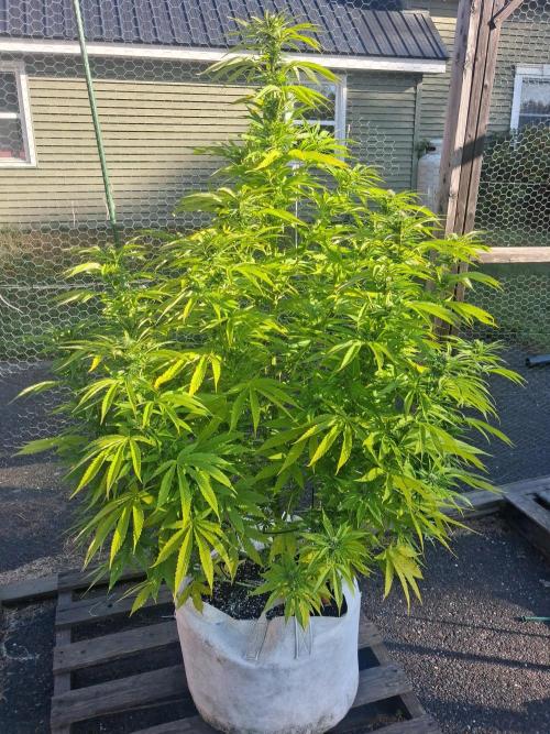 Maine Outdoor 2026 LATE START. Week 19 - sour moose
