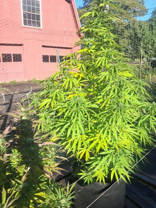 Maine Outdoor 2026 LATE START. Week 19 - sour moose