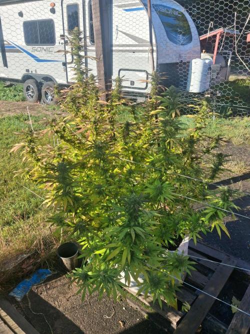 Maine Outdoor 2026 LATE START. Week 19 - blueberry muffin