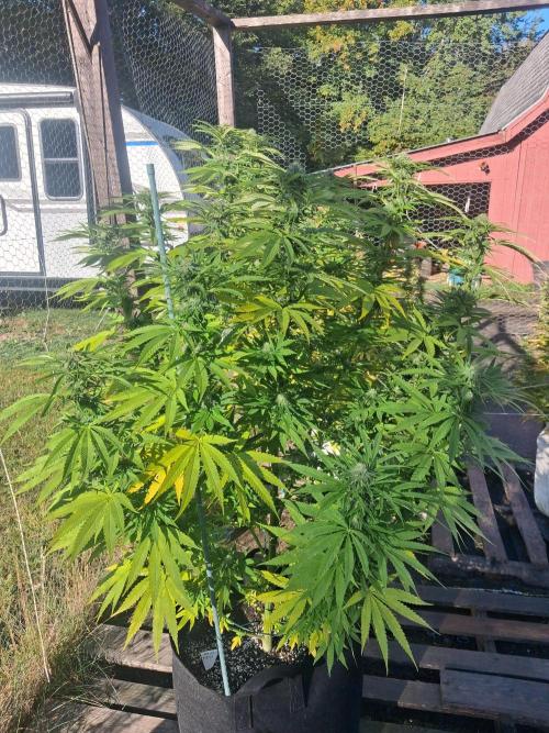Maine Outdoor 2026 LATE START. Week 19 - sour moose