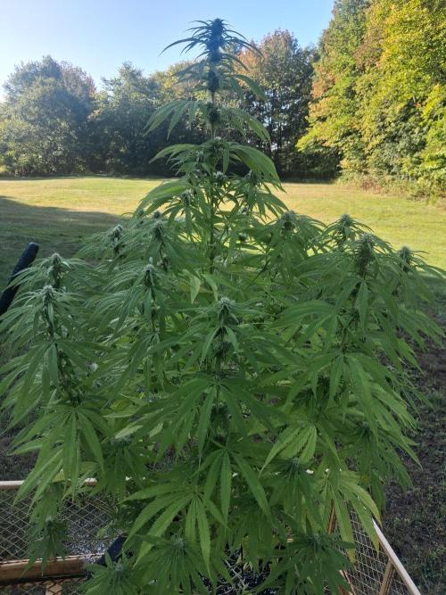 Maine Outdoor 2026 LATE START. Week 19 - 10th planet