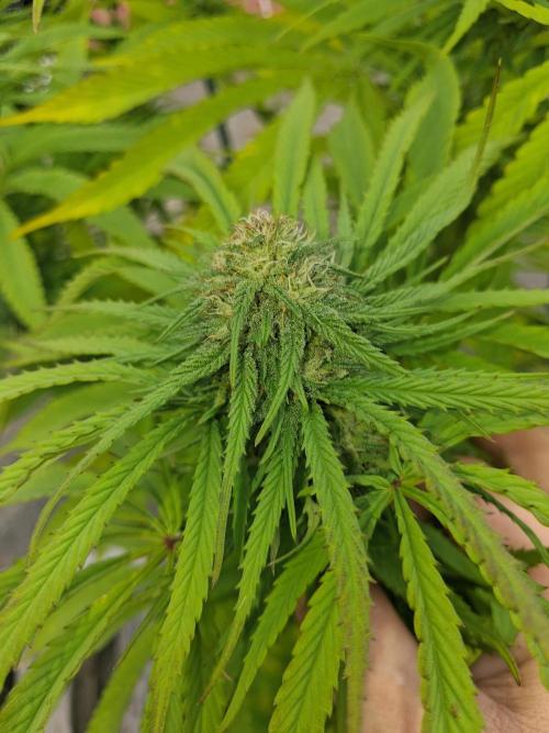 Maine Outdoor 2026 LATE START. Week 19 - Sour Moose Flower