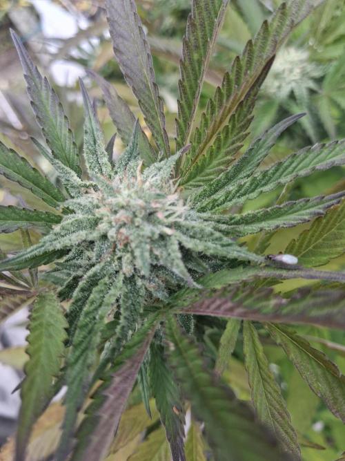 Maine Outdoor 2026 LATE START. Week 19 - Rude Girl Flower