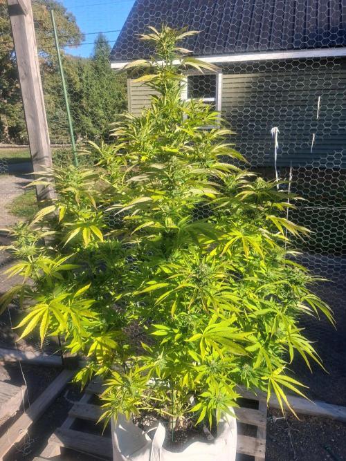 Maine Outdoor 2026 LATE START. Week 20 - sour moose