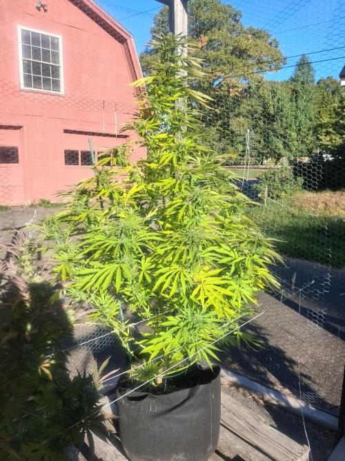 Maine Outdoor 2026 LATE START. Week 20 - sour moose