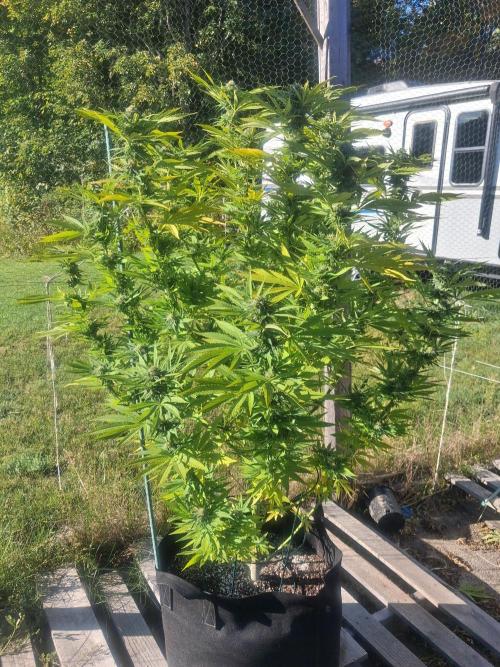 Maine Outdoor 2026 LATE START. Week 20 - sour moose