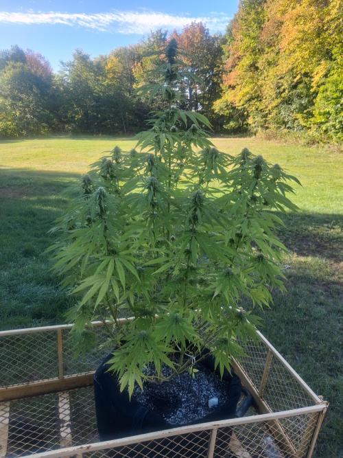 Maine Outdoor 2026 LATE START. Week 20 - 10th planet