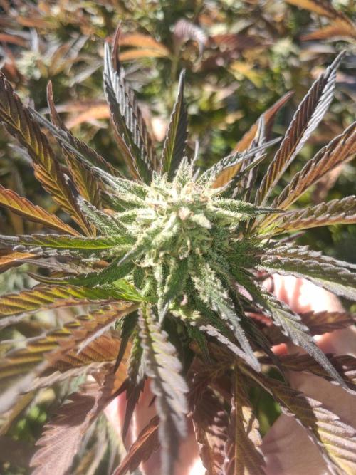 Maine Outdoor 2026 LATE START. Week 20 - Rude Girl
