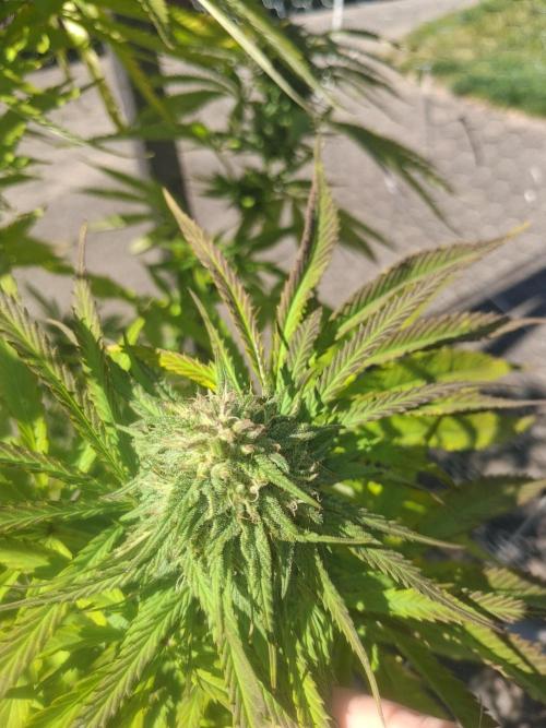 Maine Outdoor 2026 LATE START. Week 20 - Sour Moose