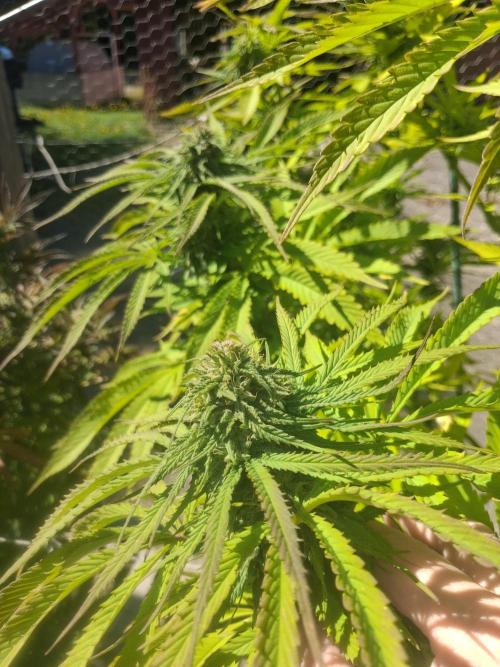 Maine Outdoor 2026 LATE START. Week 20 - Sour Moose
