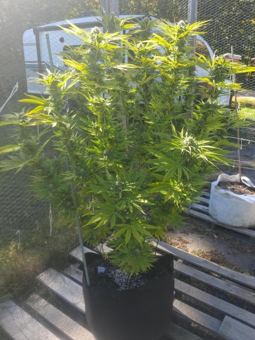 Maine Outdoor 2026 LATE START. Week 20 - Sour Moose