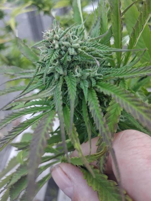 Maine Outdoor 2026 LATE START. Week 20 - Sour Moose