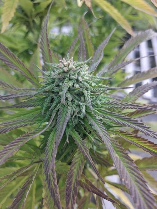 Maine Outdoor 2026 LATE START. Week 20 - Pretty sure this was the small Sour Moose