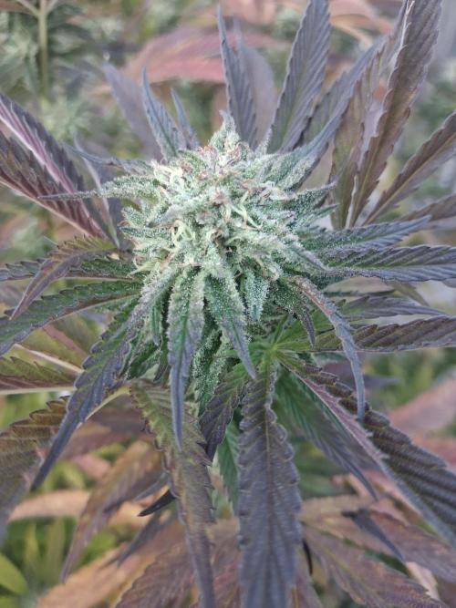 Maine Outdoor 2026 LATE START. Week 20 - Rude Girl