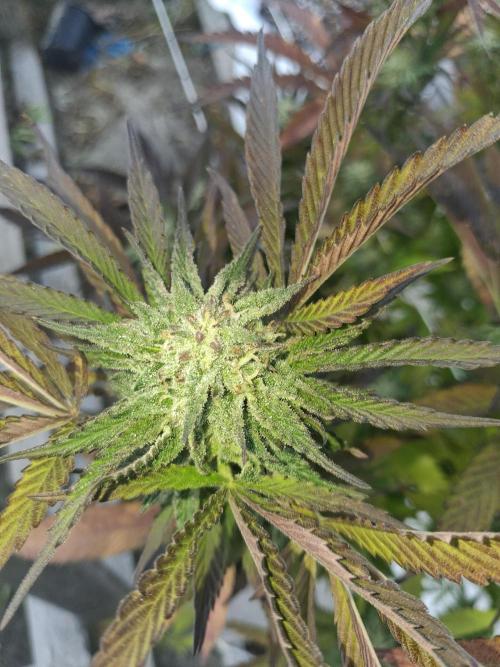 Maine Outdoor 2026 LATE START. Week 20 - Rude Girl