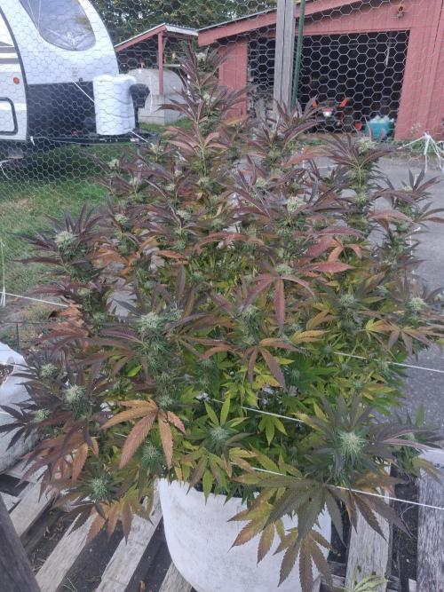 Maine Outdoor 2026 LATE START. Week 20 - Last Picture of Rude Girl Whole