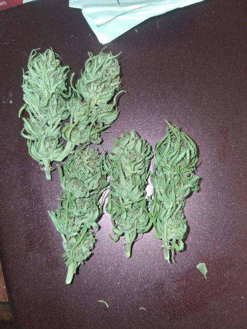 Maine Outdoor 2026 LATE START. Week 23 - Random buds pulled out of the bag. 
