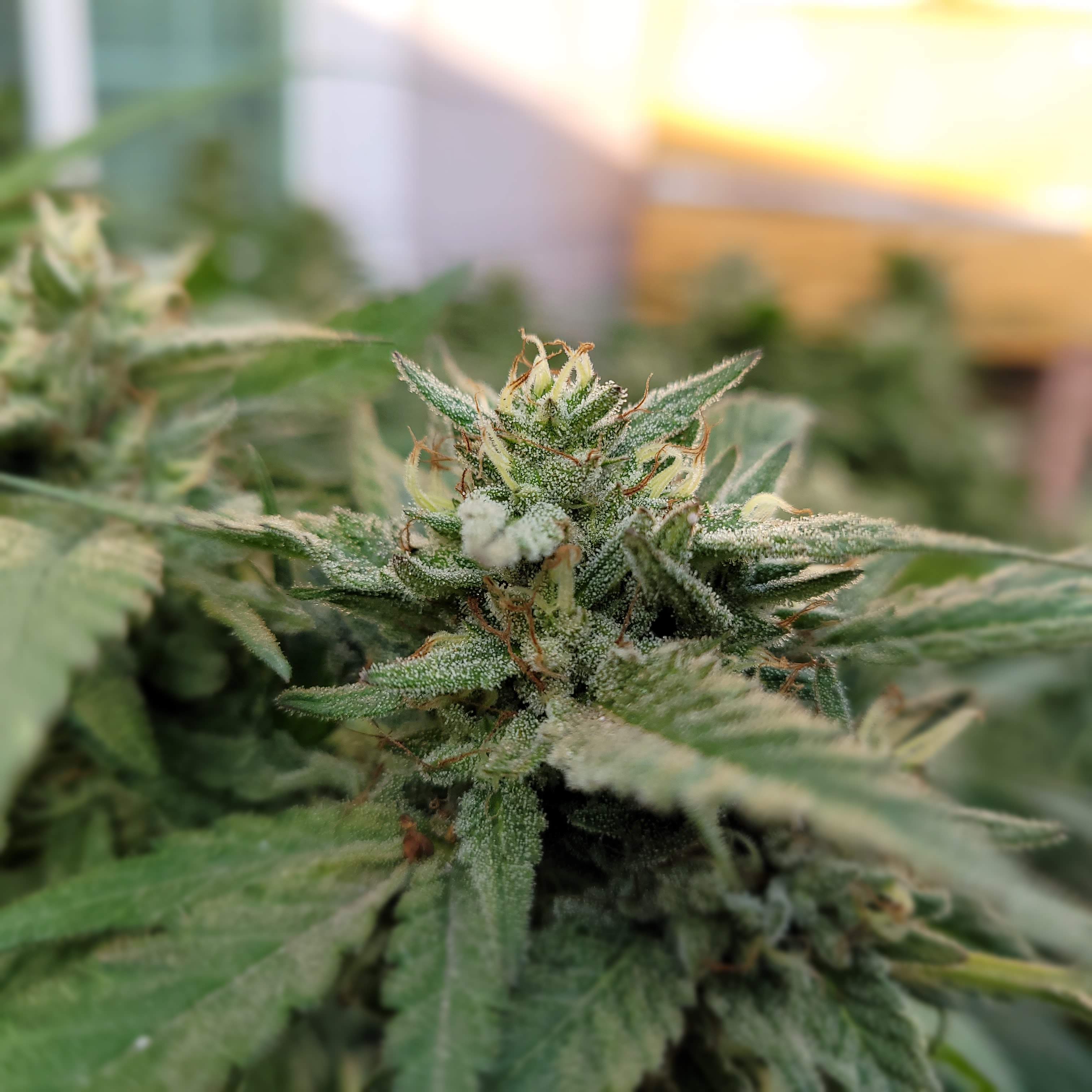 kush mints x strawnana, house 2 grow diary (journal) week20 by Rompilator GrowDiaries