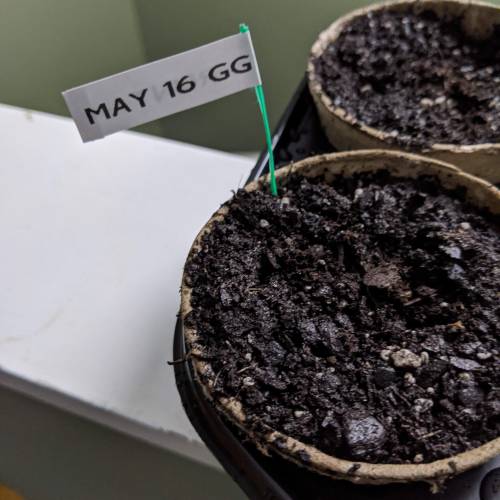 Gorilla Glue and Co. Week 1 - Planted the flag in the cup of the seed that germinated the slowest.