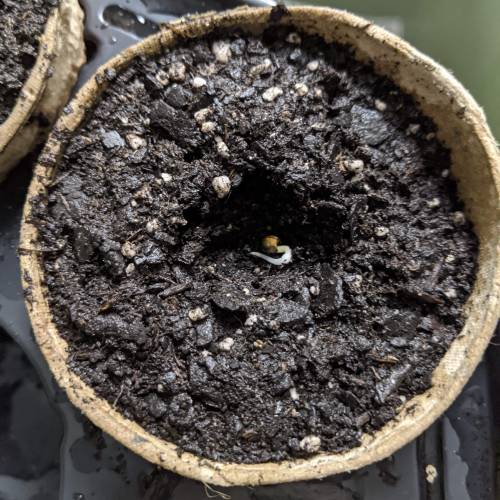 Gorilla Glue and Co. Week 1