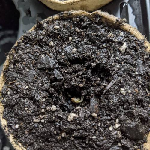 Gorilla Glue and Co. Week 1 - I don't bury too deep. I use LEDs and I feel like last time the seeds I buried had more issues. 