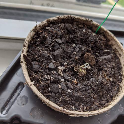 Gorilla Glue and Co. Week 1 - Day 2