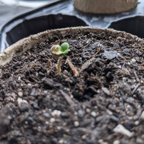 Gorilla Glue and Co. Week 1 - Day 2