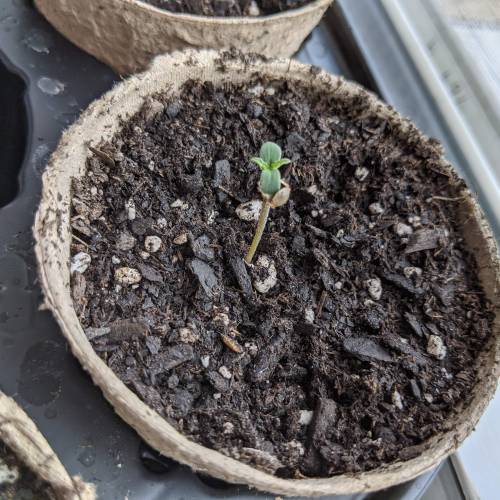 Gorilla Glue and Co. Week 1 - Day 2