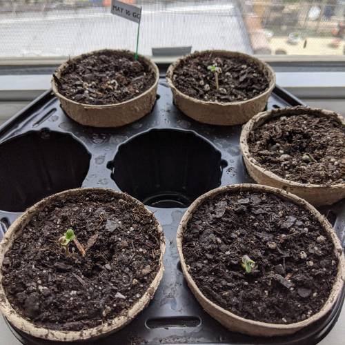 Gorilla Glue and Co. Week 1 - Day 2