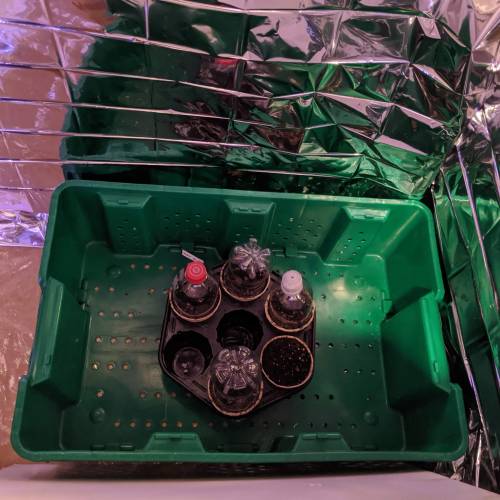 Gorilla Glue and Co. Week 1 - Using the bottles to keep the humidity up.