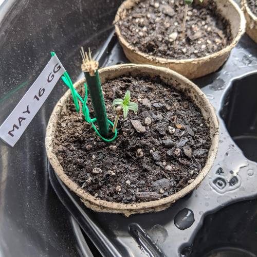Gorilla Glue and Co. Week 1 - Day 5