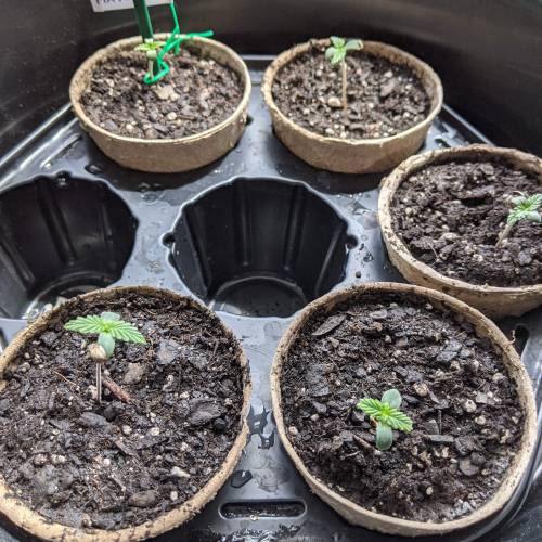 Gorilla Glue and Co. Week 1 - Day 5