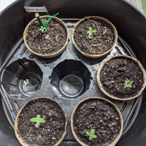 Gorilla Glue and Co. Week 1 - Day 5