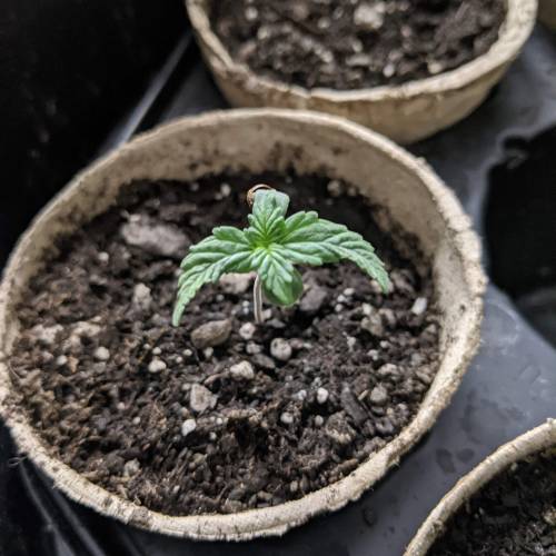 Gorilla Glue and Co. Week 2 - Day 8