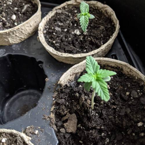 Gorilla Glue and Co. Week 2 - Day 8