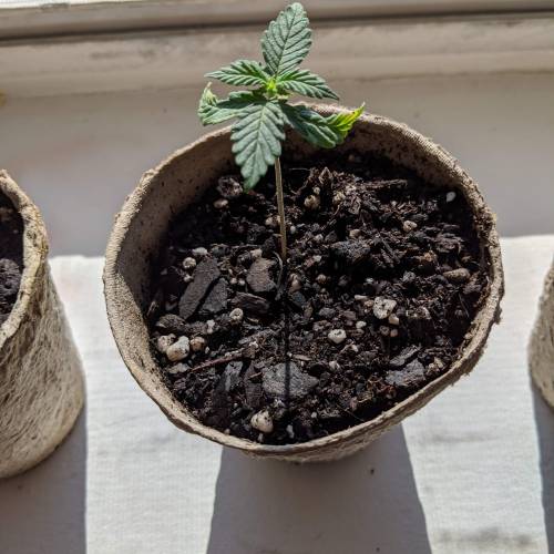 Gorilla Glue and Co. Week 3 - Day 17