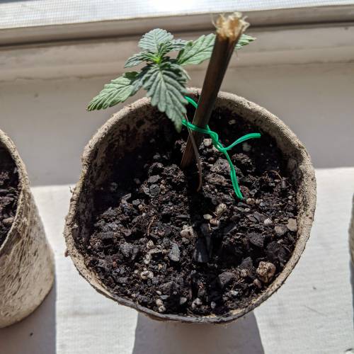 Gorilla Glue and Co. Week 3 - Day 17