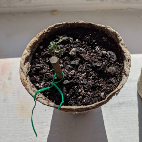 Gorilla Glue and Co. Week 3 - Day 17
