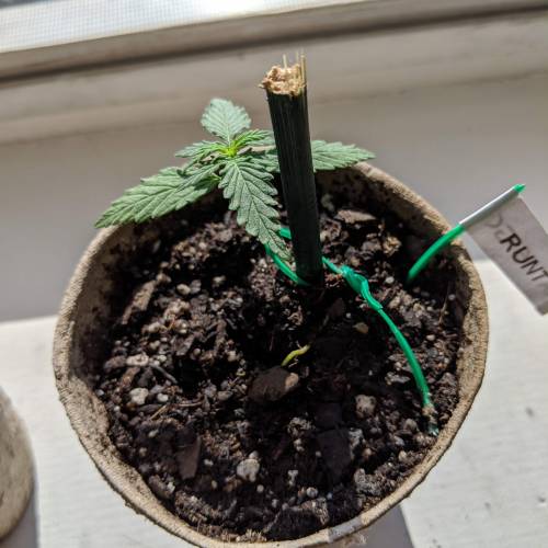Gorilla Glue and Co. Week 3 - Day 17