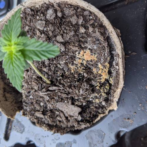 Gorilla Glue and Co. Week 2 - Day 13 - Orange Mold/Fungus