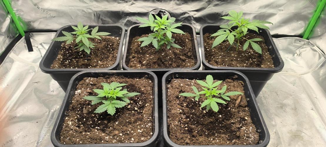 Stramberry Gorillaz RF3. Week 2