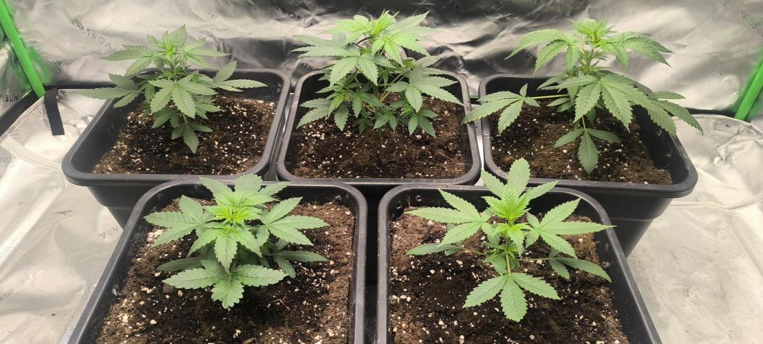 Stramberry Gorillaz RF3. Week 3 - Day 22